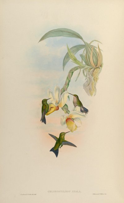 Chlorostilbon atala = Chlorostilbon mellisugus mellisugus - John Gould